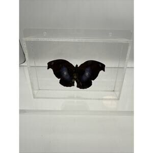 Vtg Great Blue Hookwing. Napeocles jucunda, Mounted butterfly Plexiglass Signed